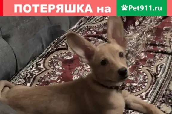 Пропала собака Даша в районе Инорс, Уфа