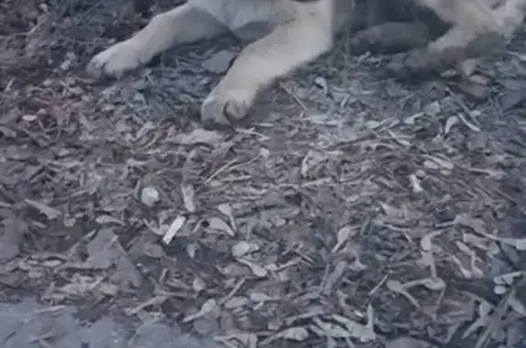 Найден щенок на 9 просеке в Самаре