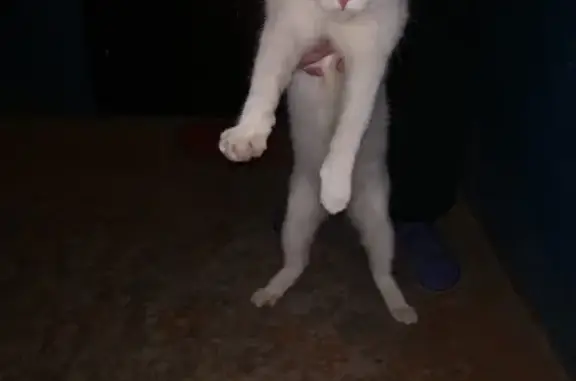 Найден белый кот на Эльмаше