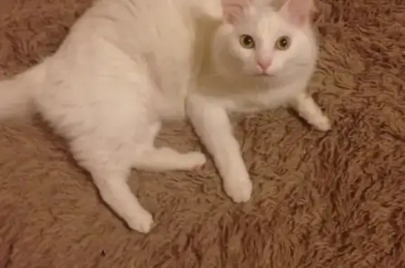Пропал белый кот Феликс в Новом Нахабино