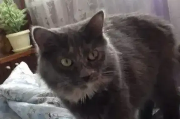 Пропала кошка в районе Щусево, Великий Новгород