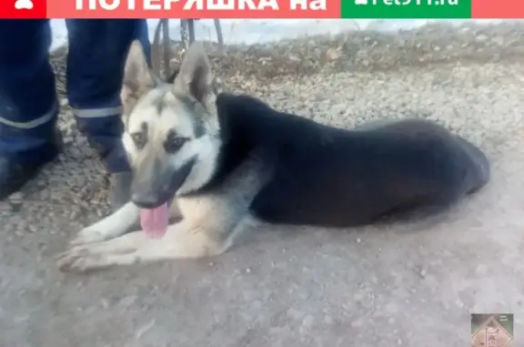 Найдена собака, Заполье, фото: Найден щенок восточноевропейской овчарки в Заполье, Пермский край