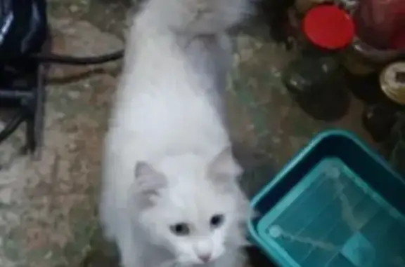 Найдена белая кошка на ул. Фрунзе