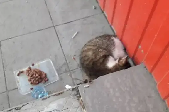 Найдена раненая кошка в Екатеринбурге