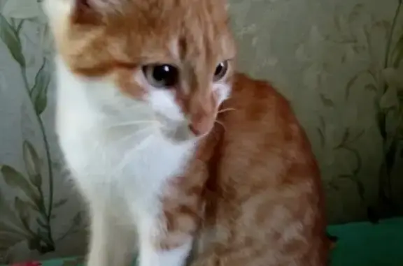 Кошки потеряшки, Ижевск, фото: Потеряшка кошка Барсик на ул. Партизанская, срочно репост!