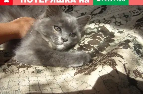 Кошки потеряшки, Льнозавода, фото: Потеряшка кошка в пос. Льнозавода, ул. Генаева