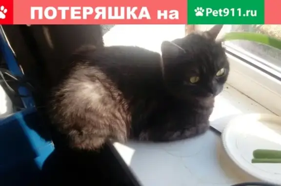 Пропала кошка Зифира на улице Школьной, район 50 дома, помогите найти!