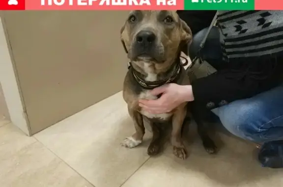 Найдена собака в СПб, Выборгском районе на пр. Просвещения