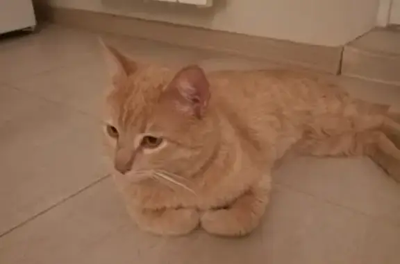 Найден кот в ЖК Париж, Самара