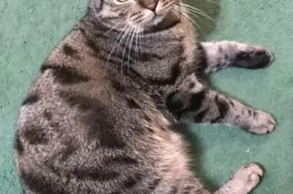 Пропал кот в Горбатовке, Нижегородская область