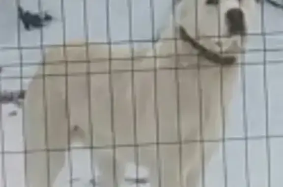 Собаки потеряшки, Нижний Новгород, фото: Потеряшка собака в Канавинском районе