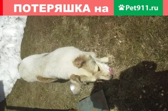 Найдена собака в Софрино-1, д. Нововоронино