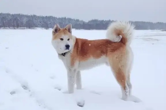 Собаки потеряшки, Малечкино, фото: Потеряшка собака Балу, метис акиты, Туровино, Тверская обл.