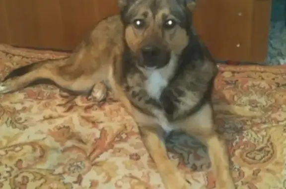 Пропала собака в Новороссийске на Мефодиевке