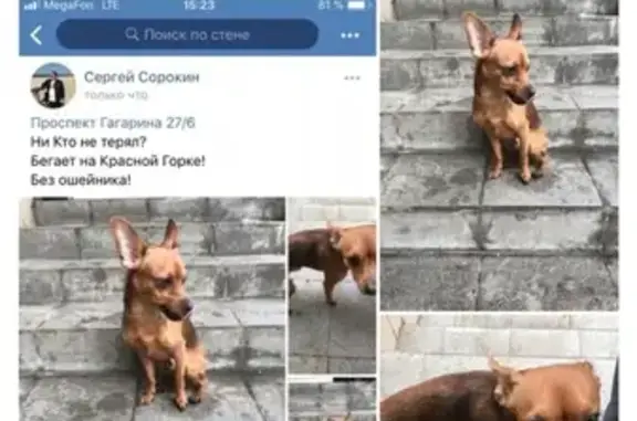 Собака найдена в Люберцах - СРОЧНО обращаться!