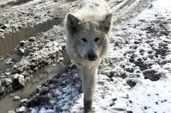 Собака найдена в Чернореченском кооп.