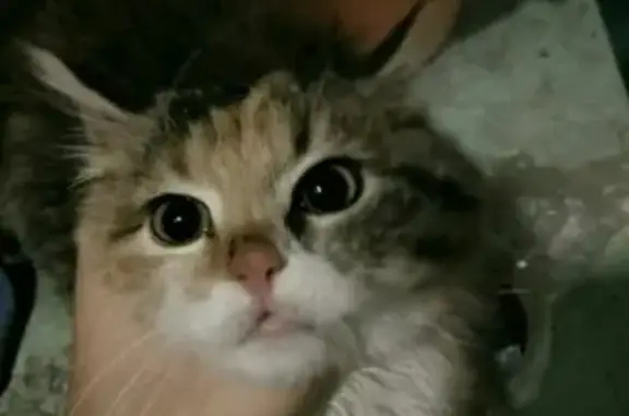 Кошки потеряшки, Великий Новгород, фото: Потеряшка кошка в Великом Новгороде