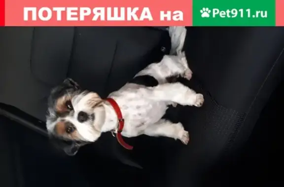 Пропала собака в Истре на ул. Советской, вознаграждение.