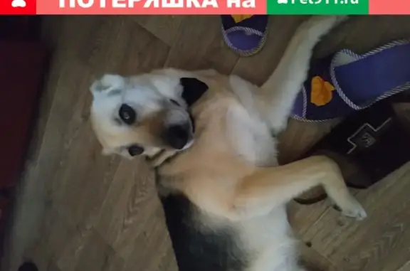 Пропала собака Лайма в Павловском Посаде