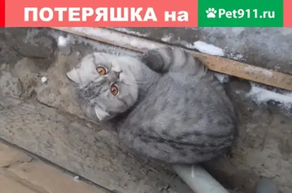 Пропала кошка Томас возрастом 1 год в районе Сенного рынка, Саратов