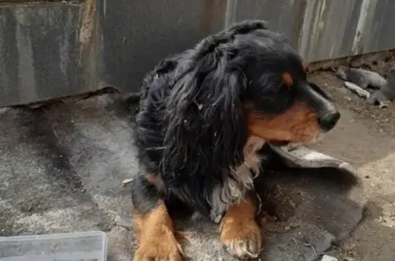 Собака найдена в магазине в Чите, ищем хозяина