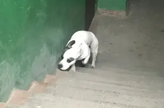 Найдена собака на Норильской улице