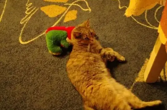 Кошки потеряшки, Саранск, фото: Потеряшка кошка в Саранске, ул. Володарского 92А