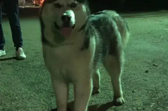 Пропала собака породы Хаски в Оренбурге
