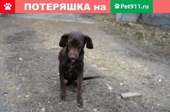 Пропала собака Спарк в Горячеводском посёлке, Россия