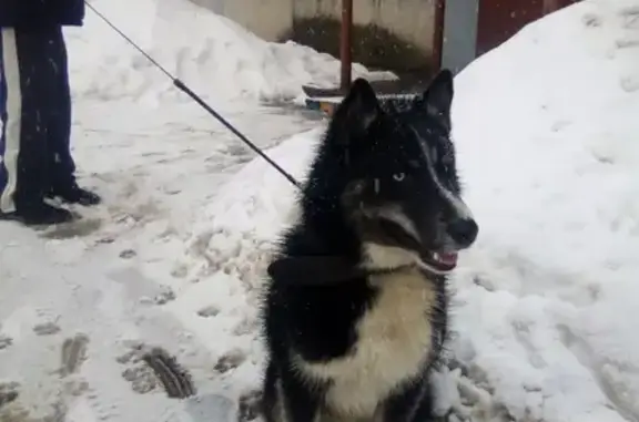Пропала собака в Кувшиново, Сокольский район, Вологодская область