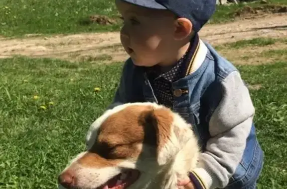Пропала собака Тимоха в Обнинске