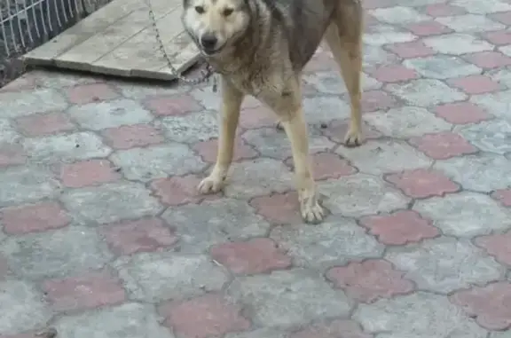 Найдена собака в Советском районе, контакты волонтера