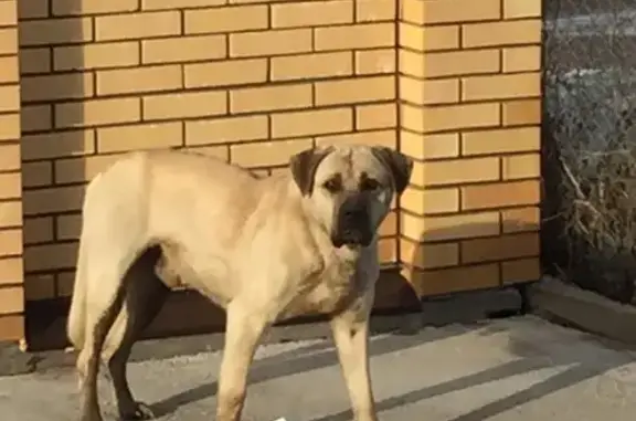 Найдена собака в посёлке Озёрный, нужна помощь