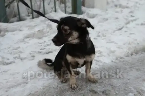 Найден маленький пёсик в Дзержинском районе Новосибирска