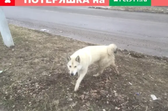 Найден пёсик в Малышково, Кострома