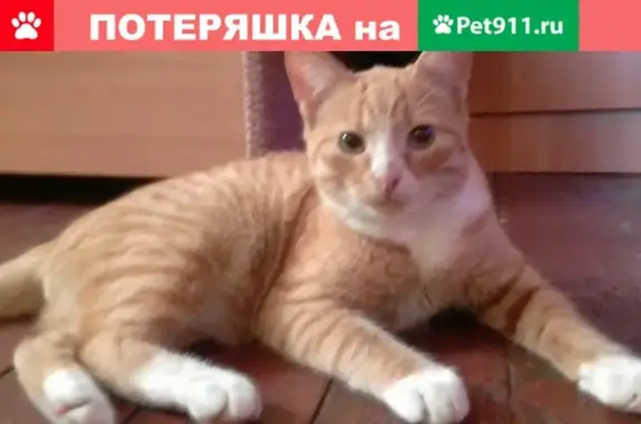 Пропал кот в Петрозаводске, район Перевалки.