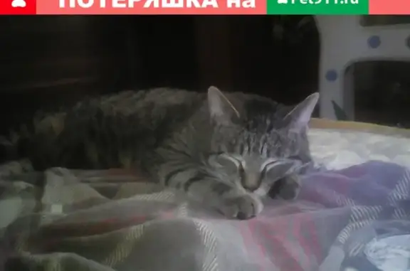 Потерянные животные Ярославль, фото: Пропал кот Тишка, вознаграждение! (Школа 36, Свердлова 86)