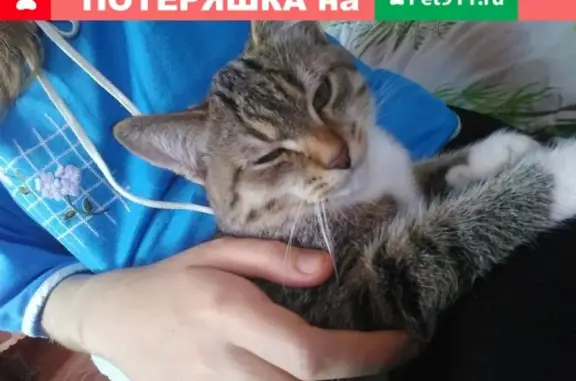 Пропала кошка #потеряшка_ВШ в Заитово, Башкортостан