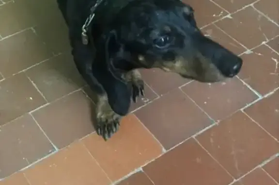 Собака найдена в Холодово, Раменское без номера телефона