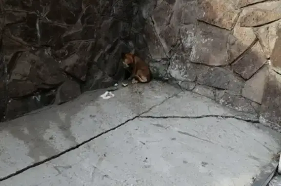 Найдена собака возле суда в Ачинске