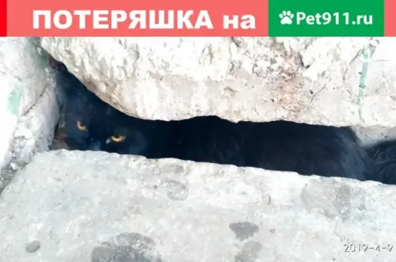 Найдена кошка Жанна в Тольятти https://vk.com/mamakoshkaa