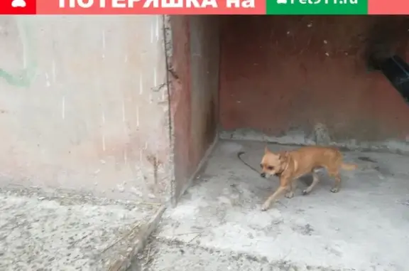 Собака найдена в Биорках, Коломенский р-н: той-терьер в коричневом ошейнике.