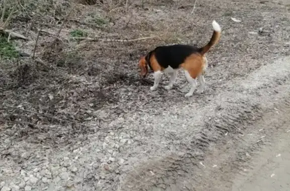Найдена собака в Большом Колычево, Коломна