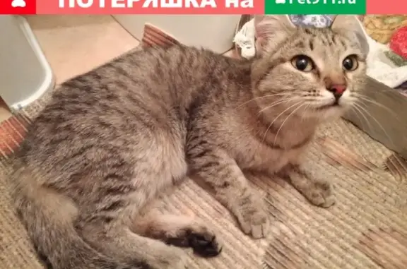 Найдена кошка на Краснопольском проспекте, 25