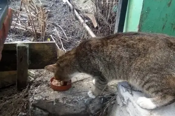 Найдена кошка в Княжпогостском районе, Республика Коми