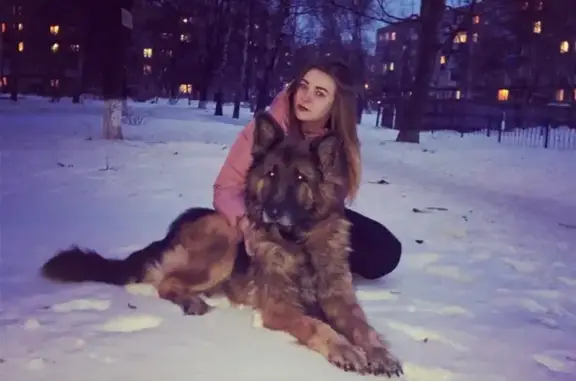 Собаки потеряшки, Нижний Новгород, фото: Потеряшка немецкая овчарка в Автозаводском районе