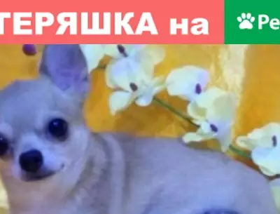 Пропала собака в районе Шуровой-горы, вознаграждение.