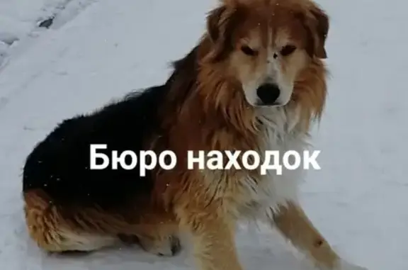 Найден покусанный пёс на Ворошилова, Новодвинск