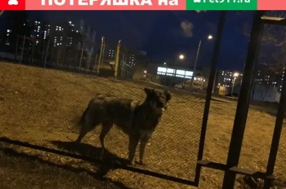 Собака с ошейником найдена в Чите