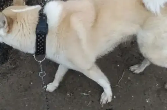 Собака с карабином найдена в Сыктывкаре